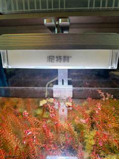 免費魚缸|免費魚缸, 寵物用品, 寵物家品及其他